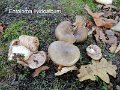 Entoloma lividoalbum-amf765